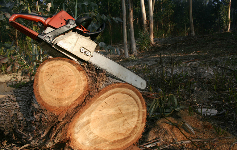 詳細了解幾個世紀以來亞洲的森林砍伐現狀