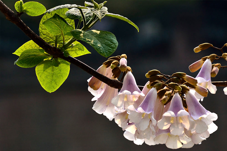 人們應該栽種皇家泡桐樹的原因泡桐樹的種植優(yōu)勢