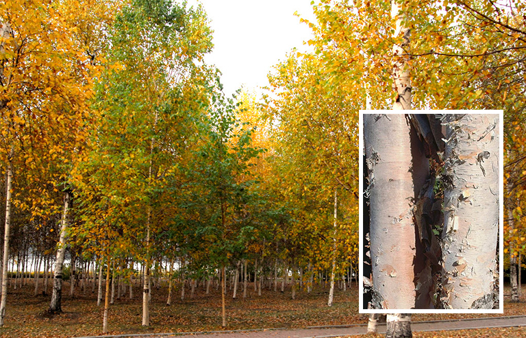 史上全細休眠樹識別庫（二）