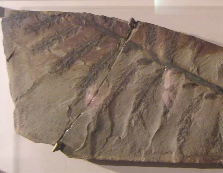 始祖鳥-棵“真”樹構成地球上個森林的樹