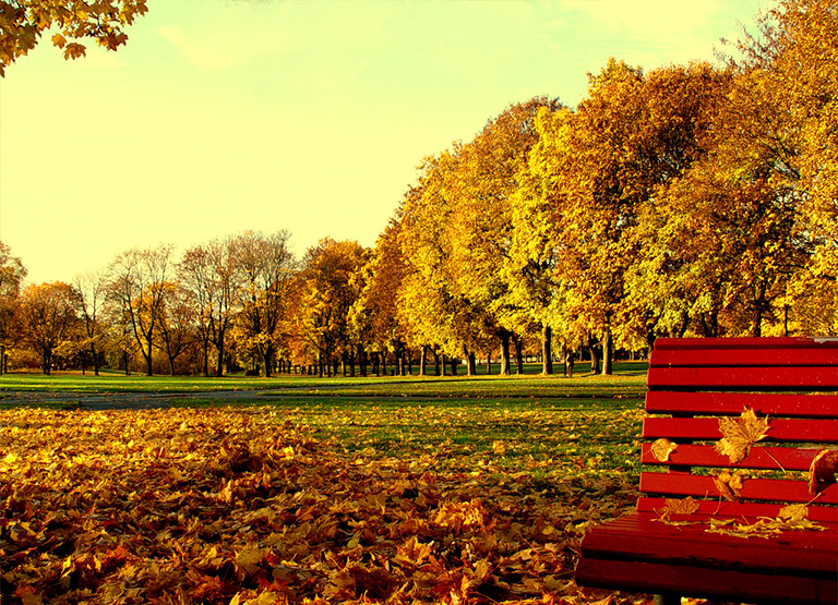 一年生樹葉脫落和衰老導致樹木達到冬季休眠狀態