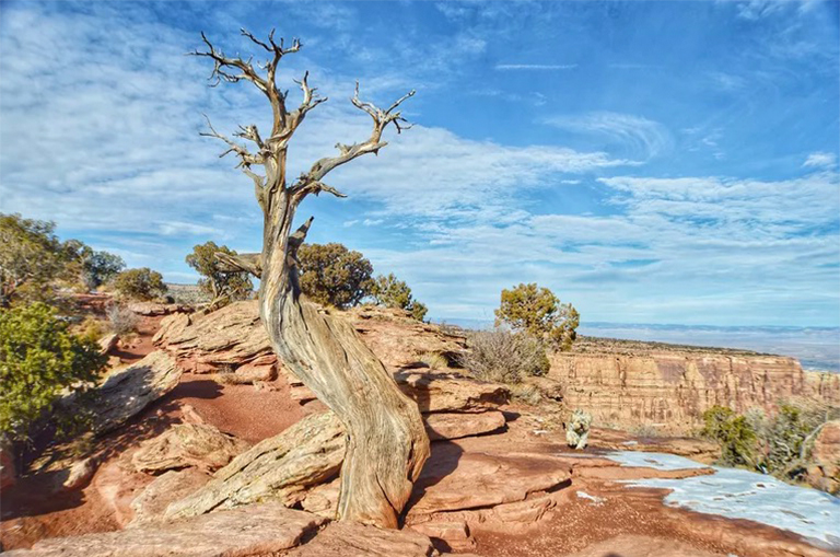 是什么原因導致樹木死亡-可能造成樹木死亡的5個因素