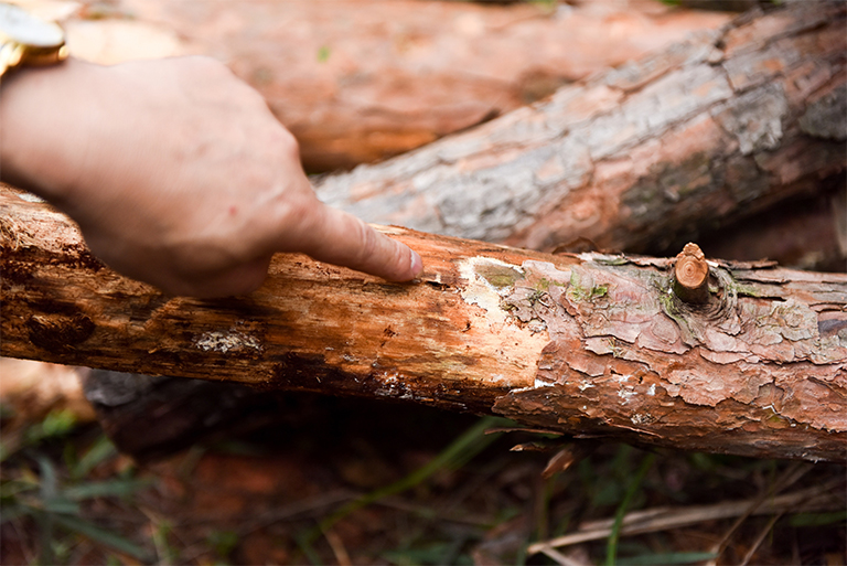32多種常見的樹木b害導致大多數樹木的健康下降和死亡（二）