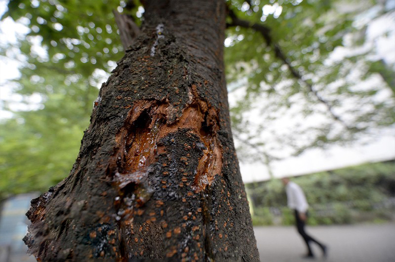 診斷控制和預(yù)防樹木粘液通量-細菌濕木處理和管理
