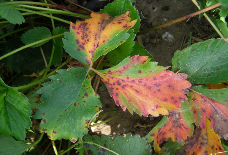 葉燒焦樹b預防和控制-由不利的環(huán)境引起的