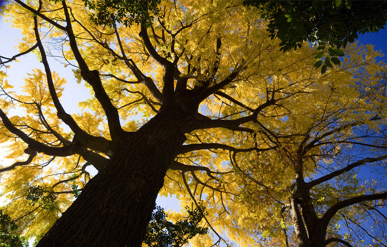 3發生生長的樹形結構-所有樹木的大部分由無生命的組織組成