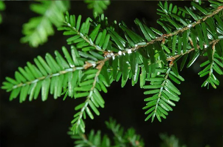 Hemlock Wooly Adelgid-識別和控制