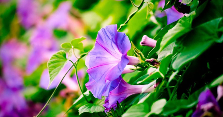 九月的出生花-牽?；?></a></ul>
      <ul class=