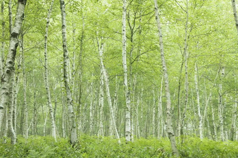 區分硬木和軟木樹-通常是正確的，但這不是的規則