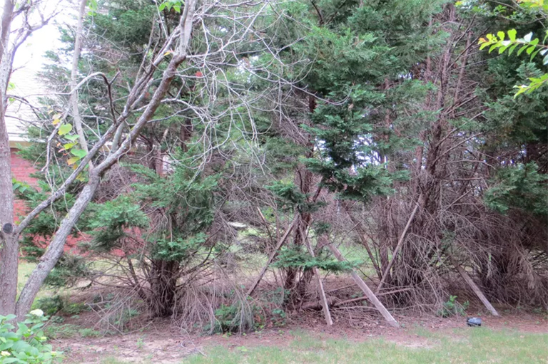 院子里種植的樹為什么變壞了-別犯錯誤的位置種植錯誤的樹的錯誤