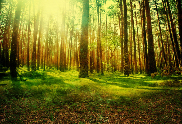 高潮森林過程-達到森林演替的高潮