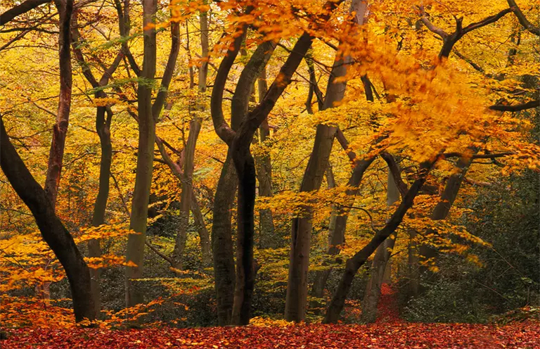 溫帶森林-帶地區(qū)生長(zhǎng)的森林