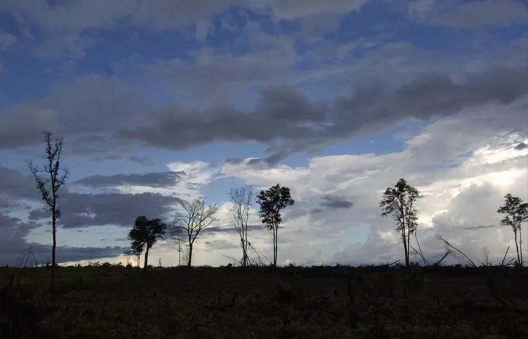 森林砍伐的新動態