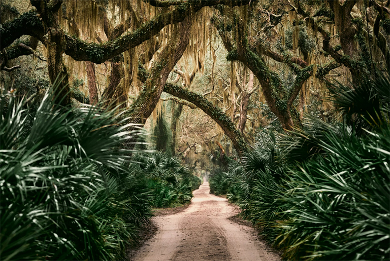 喬治亞州的國家公園-橡樹 內戰遺址 海灘（二）
