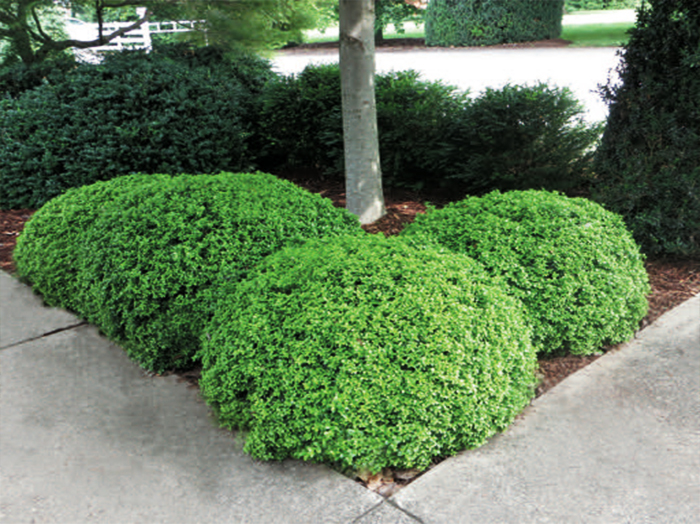 罕見(jiàn)的園林植物b-黃楊木枯萎b