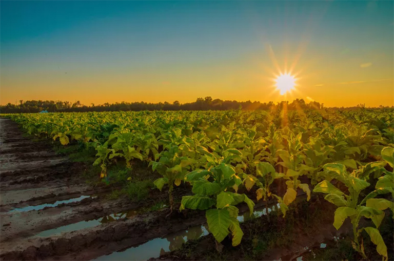 有爭(zhēng)議的煙草廠如何發(fā)展到今天的樣子