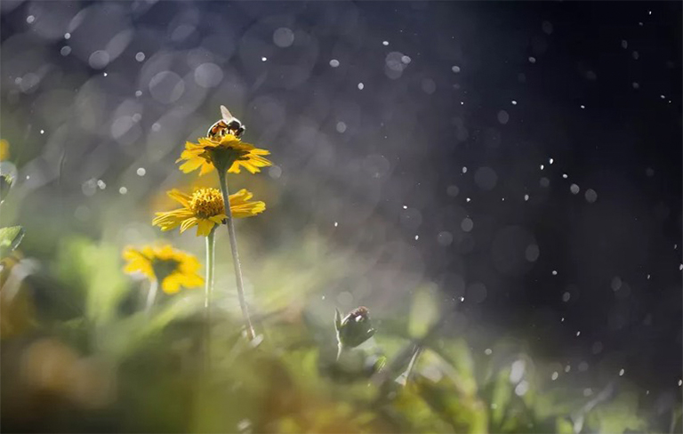 生態位在生態生物學中意味著什么