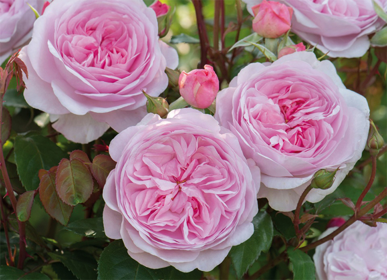 庭院設計 玫瑰很難保養嗎？