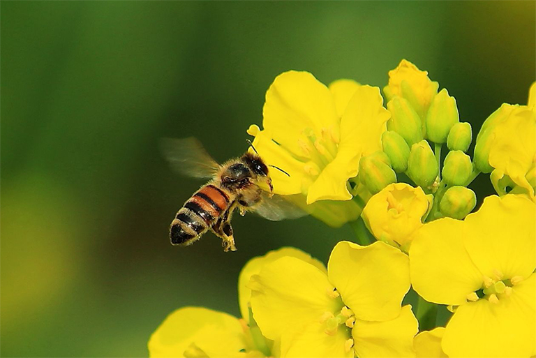 北弗吉尼亞花園昆蟲(chóng)部分-認(rèn)識(shí)您的昆蟲(chóng)朋友