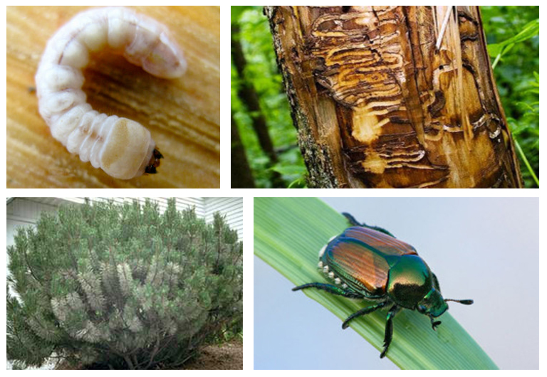 北弗吉尼亞花園的蟲害-從敵人那里認識的朋友