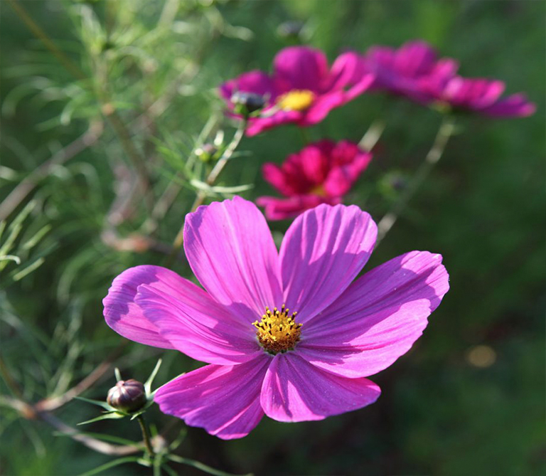 2021年植物花園主要外觀和必備品裝飾發展趨勢（上）