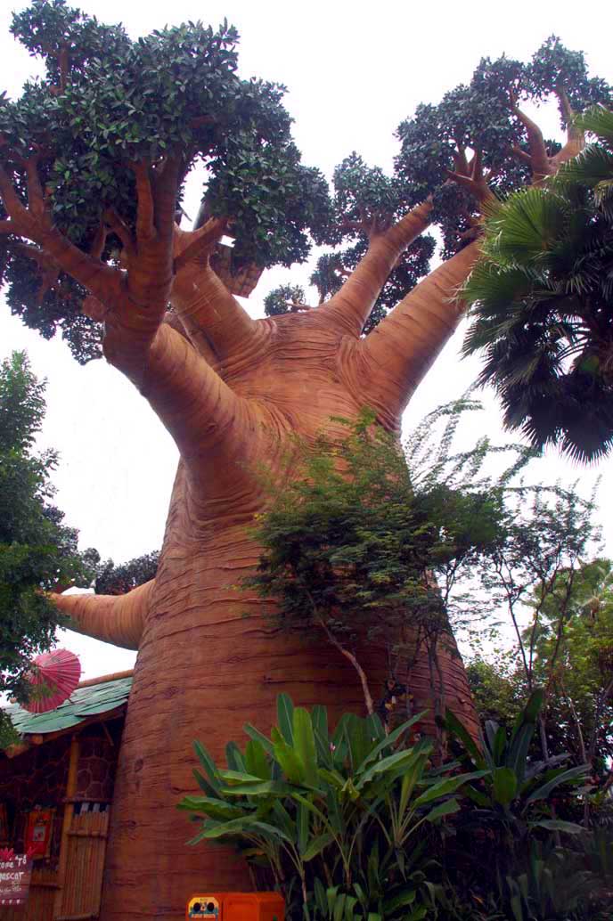 仿真面包樹.jpg 仿真面包樹