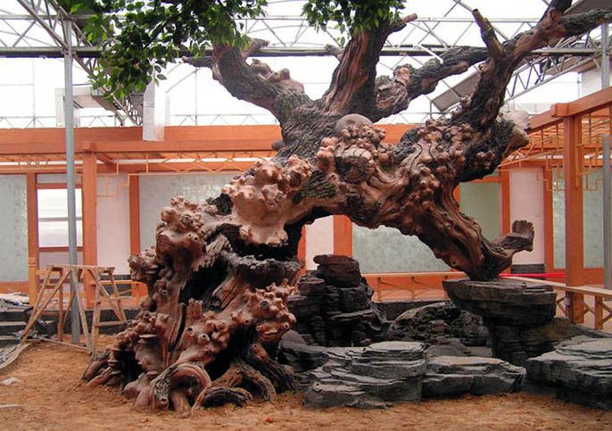 假山假樹.jpg 假山假樹