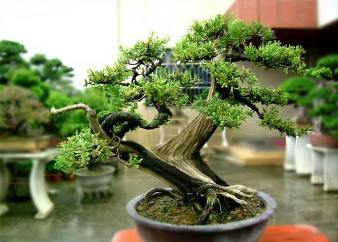 仿真柏樹.jpeg 仿真柏樹