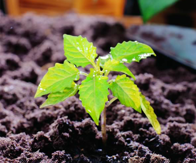 仿真樹.jpg 仿真樹