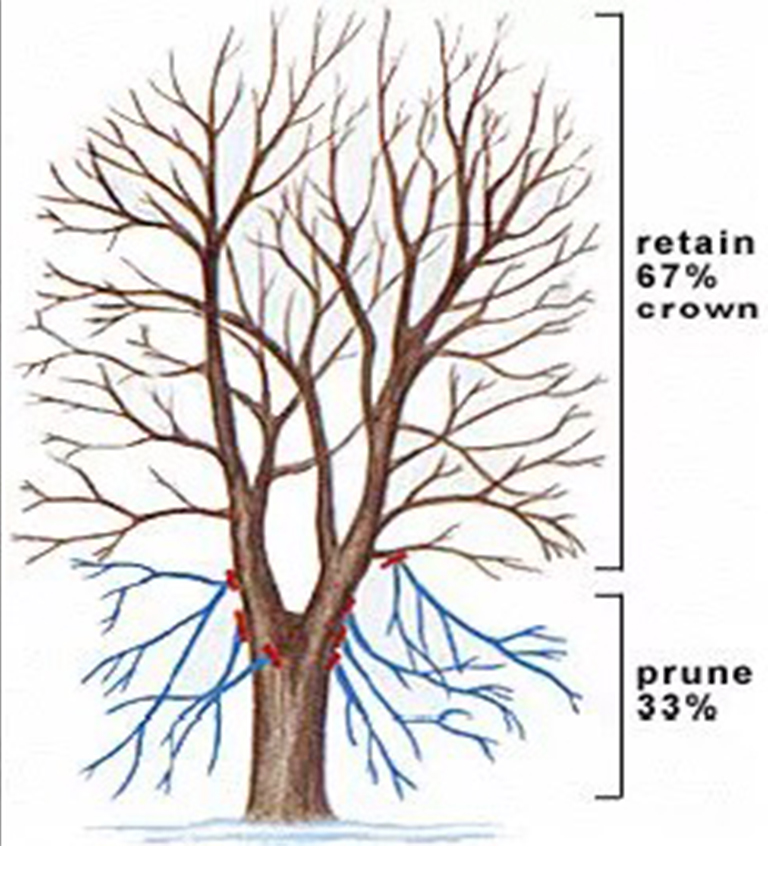 仿真樹.jpg 仿真樹
