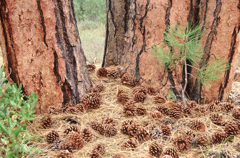 仿真樹.jpg 仿真樹