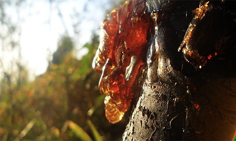 仿真樹.jpg 仿真樹