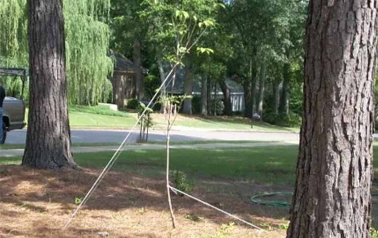 仿真樹.jpg 仿真樹