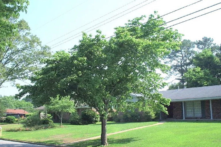 仿真樹.jpg 仿真樹