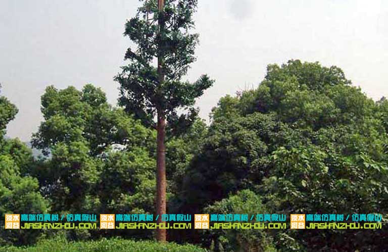 信號塔樹.jpg 信號塔樹