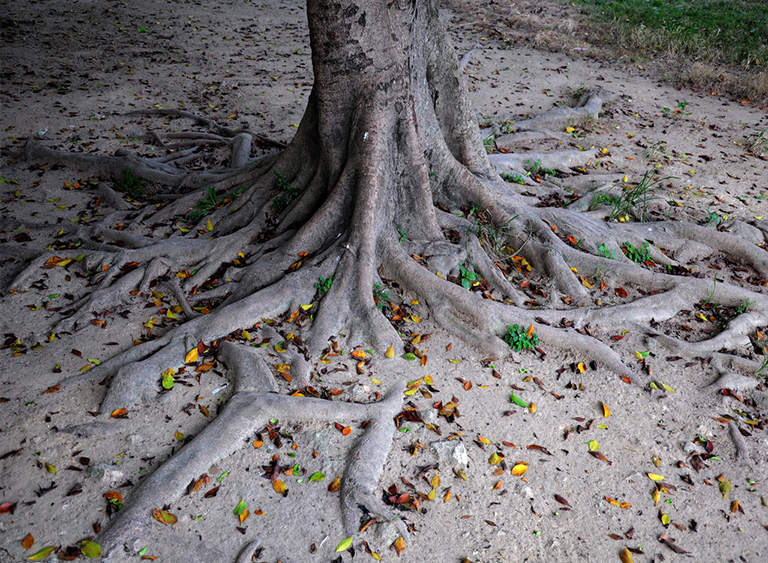 仿真樹.jpg 仿真樹