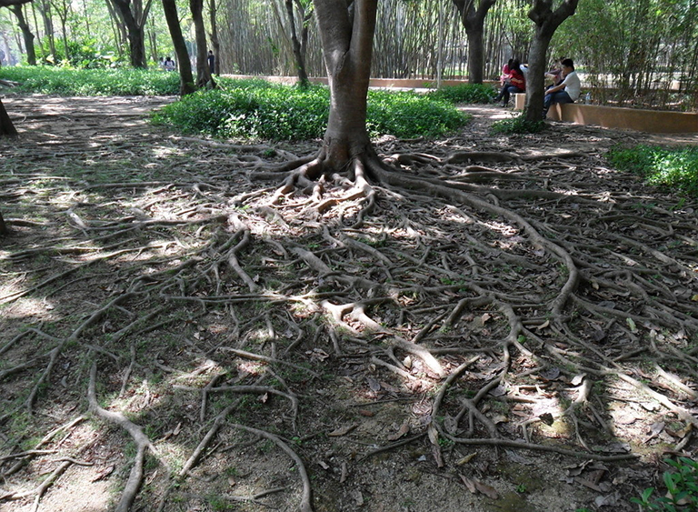 仿真樹.jpg 仿真樹