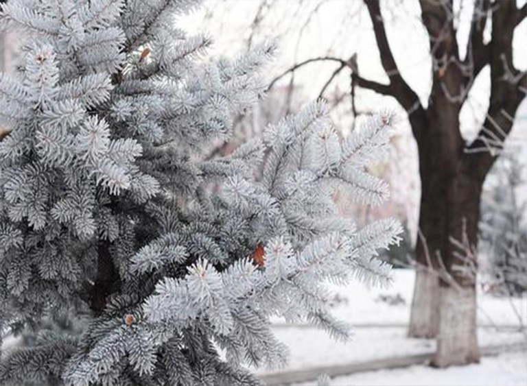仿真樹.jpg 仿真樹