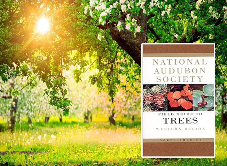 仿真樹.jpg 仿真樹