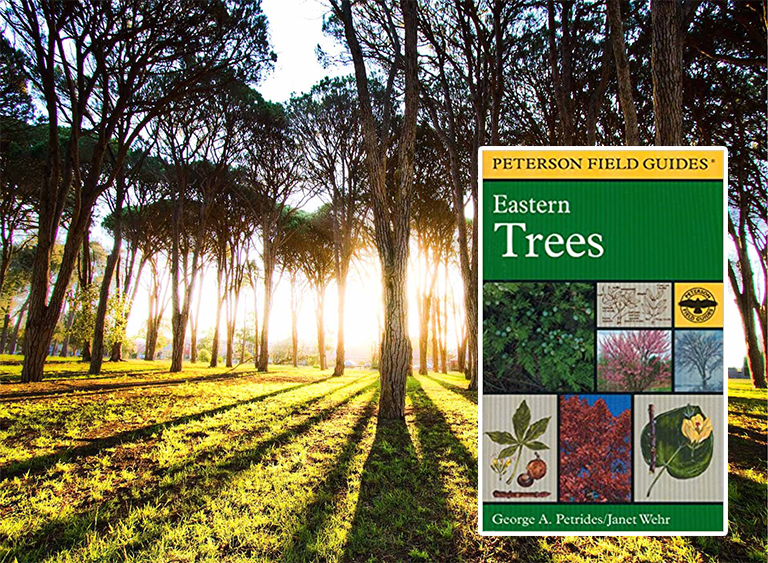 仿真樹.jpg 仿真樹