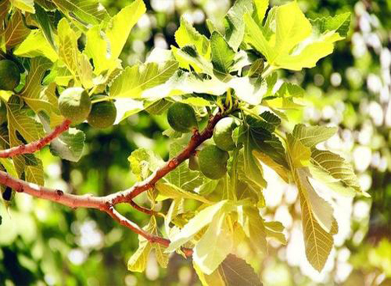 仿真樹.jpg 仿真樹