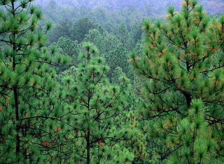 路易斯安那州的基薩奇國(guó)家森林公園.jpg 路易斯安那州的基薩奇國(guó)家森林公園