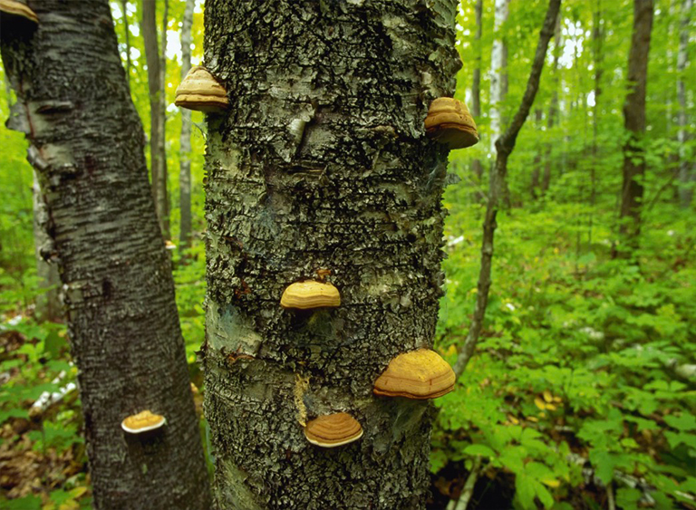 奇珀瓦國(guó)家森林公園在明尼蘇達(dá)州.jpg 奇珀瓦國(guó)家森林公園在明尼蘇達(dá)州