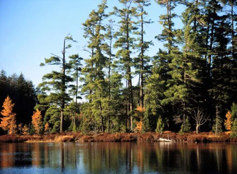 仿真樹.jpg 仿真樹