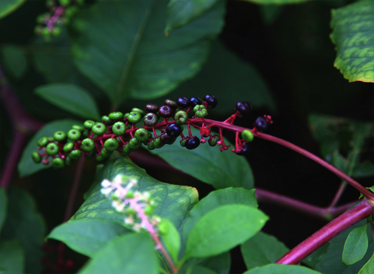 西洋參.jpg 西洋參