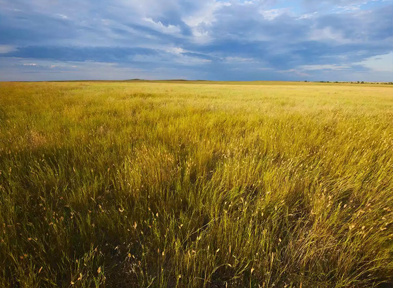 大平原草原.jpg 大平原草原