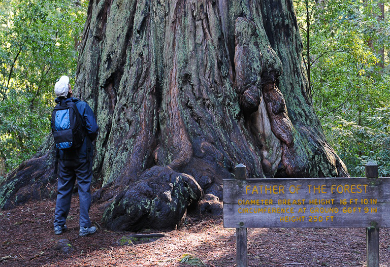 樹木胸徑.jpg 樹木胸徑