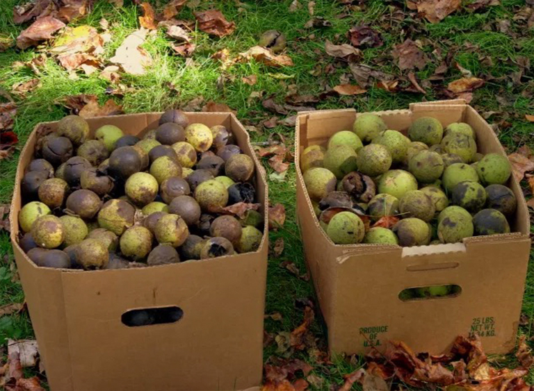 黑胡桃.jpg 黑胡桃