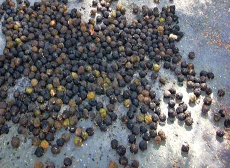 黑胡桃.jpg 黑胡桃