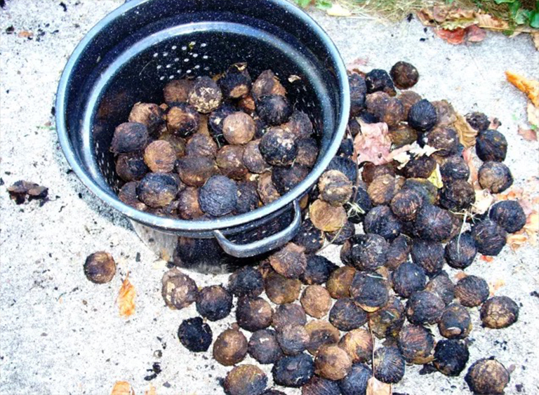 黑胡桃.jpg 黑胡桃